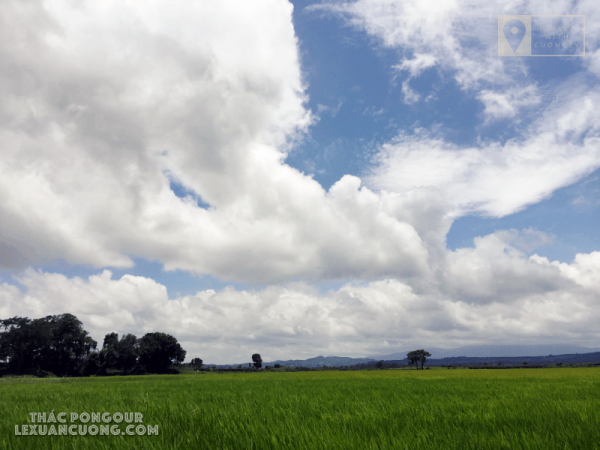 Trời xanh, mây trắng và đồng lúa xanh mát trên đường vào thác Pongour