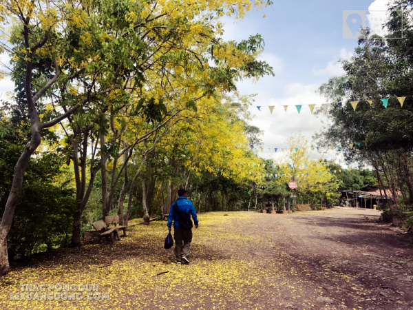 Hoa nở vàng trên đường vào khu du lịch thác Pongour, Lâm Đồng