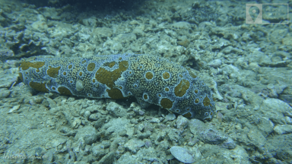Sea ginseng, looks like a giant worm.
