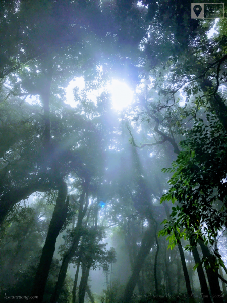 Light through the magical canopy of the Jade Forest.