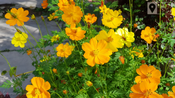 Small flower pots in a warm sunny garden.