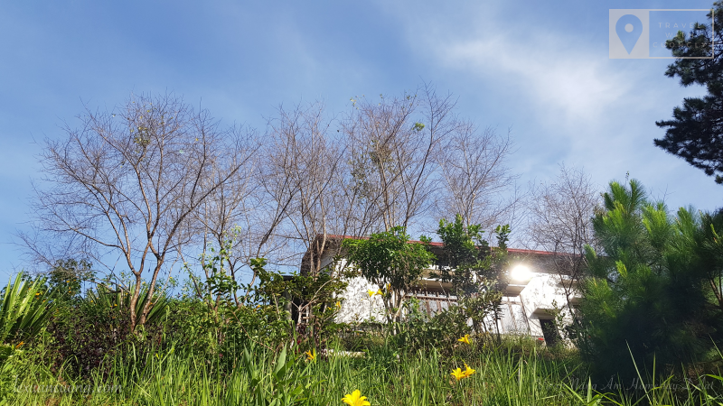 Hàng Mai Anh Đào cạnh nhà, dự kiến mùa xuân năm nay sẽ tràn ngập hoa.