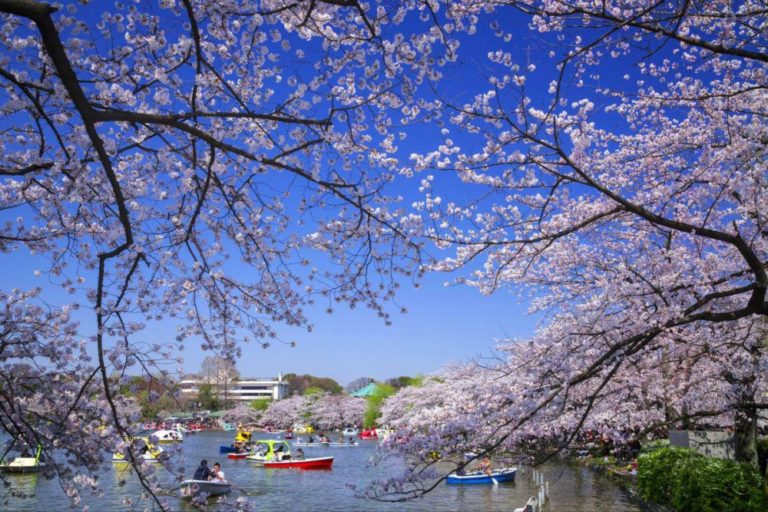 Công viên Ueno ngập tràn trong sắc hồng vào mùa hoa anh đào nở rộ, đẹp lãng mạn, thanh tao và bình yên. @ zekkei