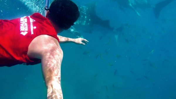 kinh nghiem du lich philippines ca map voi 7 2 Bơi cùng CÁ MẬP VOI Cebu, khi du lịch Philippines